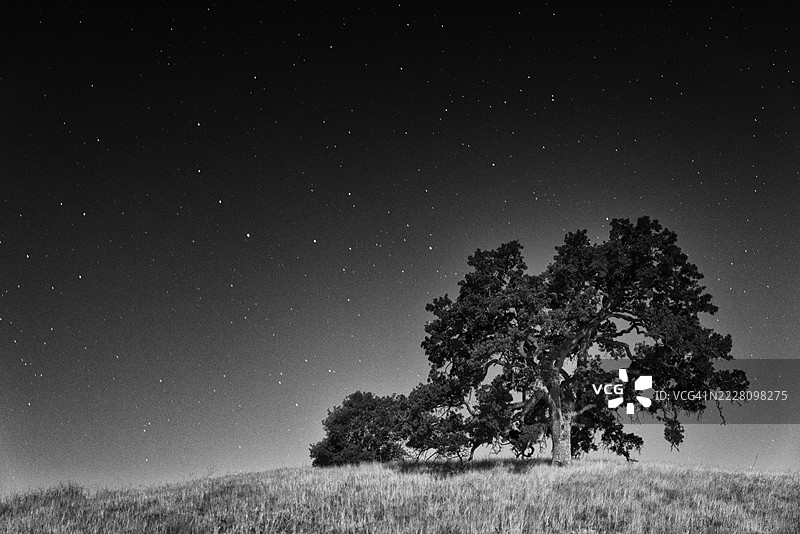 夜晚的橡树与星空风景图片素材