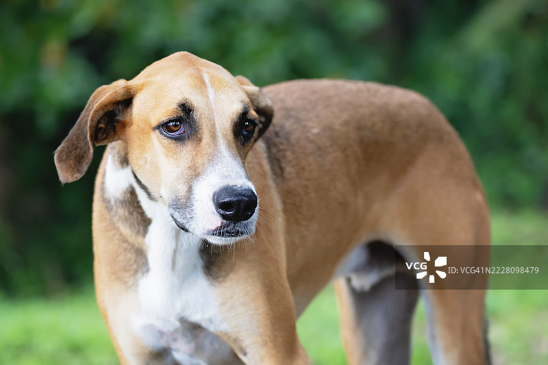 流浪狗的特写肖像图片素材