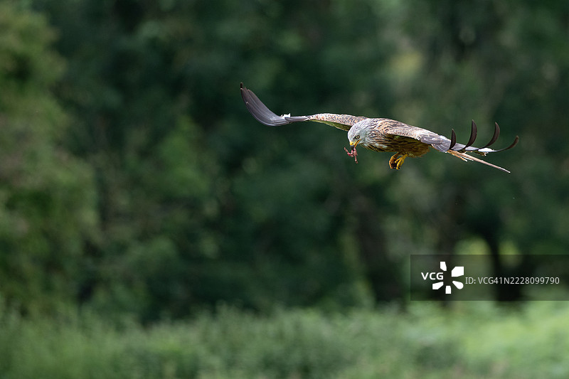 红鸢飞翔 Puttock, 贪婪的Gled 和 叉尾 (Milvus milvus)图片素材