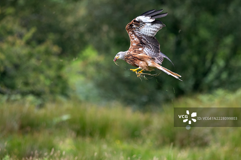 红鸢飞翔 Puttock, 贪婪的Gled 和 叉尾 (Milvus milvus)图片素材