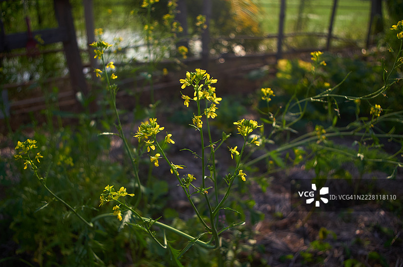 有机农场花园中的盛开芥菜图片素材