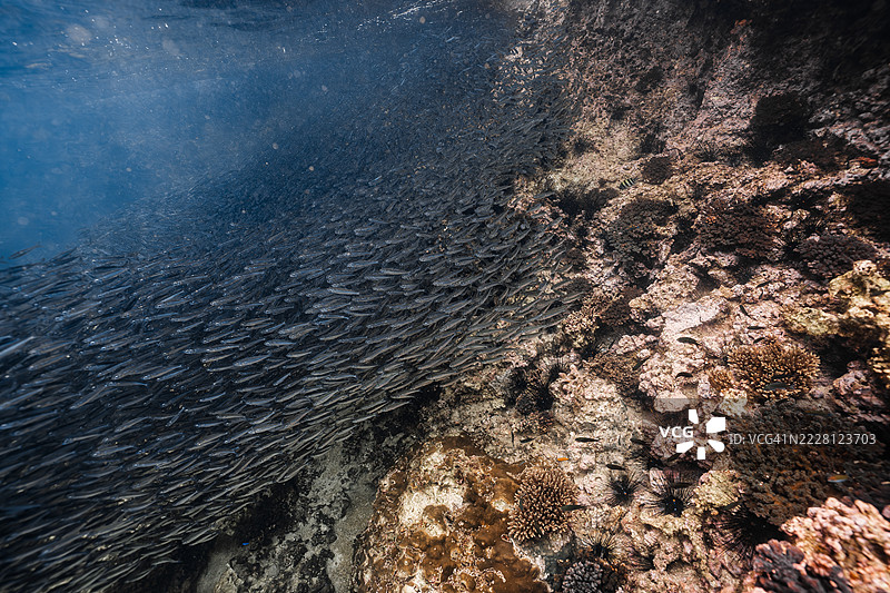 一大群鱼在清澈的热带海水中紧密地滑行，沿着生机勃勃的珊瑚礁壁，形成动态的运动。图片素材