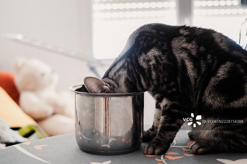 猫在锅里吃东西图片素材