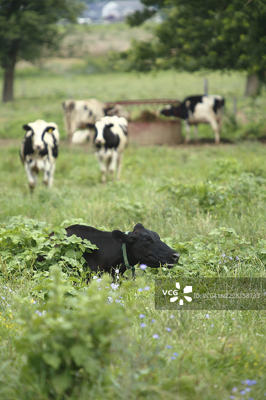 牛在田野里休息图片素材