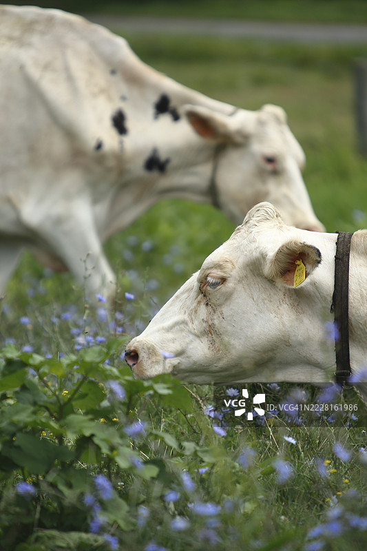 白化病白牛图片素材