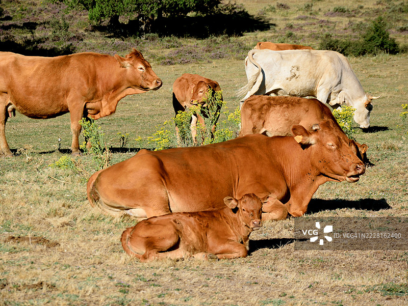 一群带小牛的奶牛图片素材