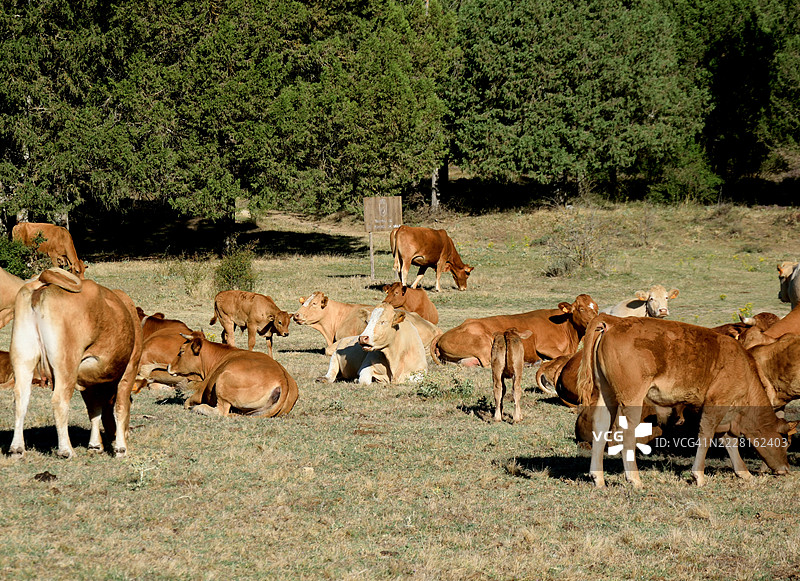 一群带小牛的母牛图片素材
