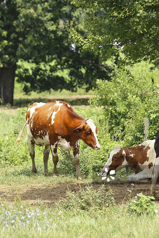 棕白色的牛图片素材
