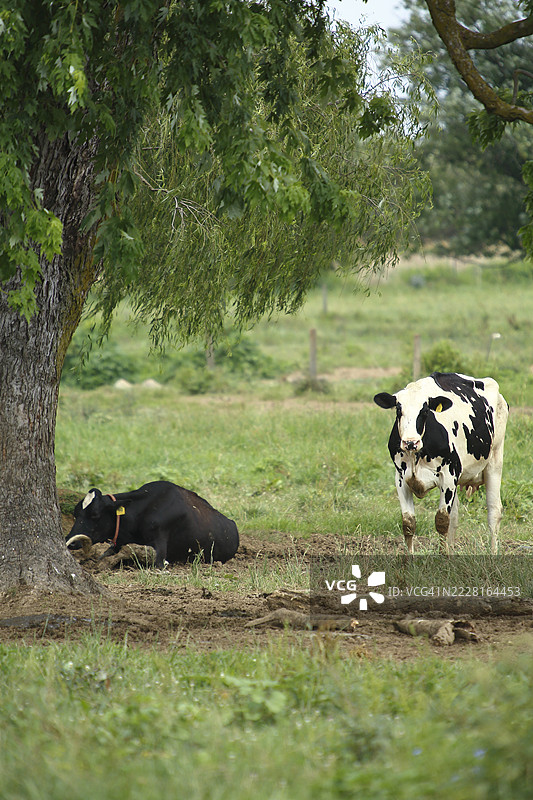 白色和黑色的牛图片素材