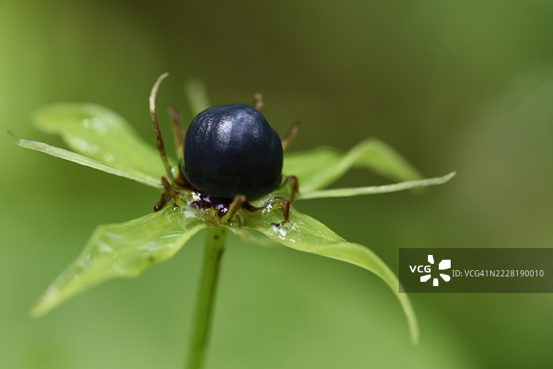 四叶地丁图片素材