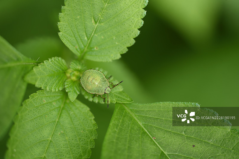 绿蝽在叶子上图片素材