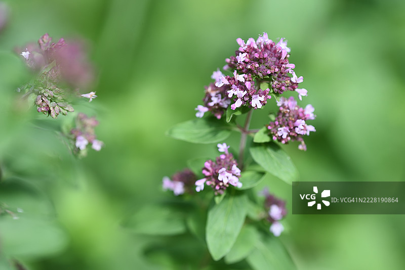 盛开的牛至图片素材