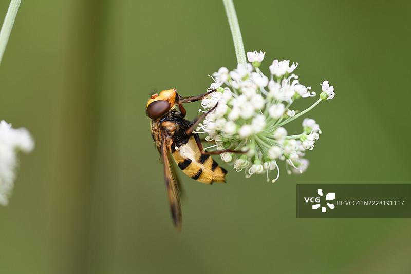 盛开的当归与昆虫图片素材