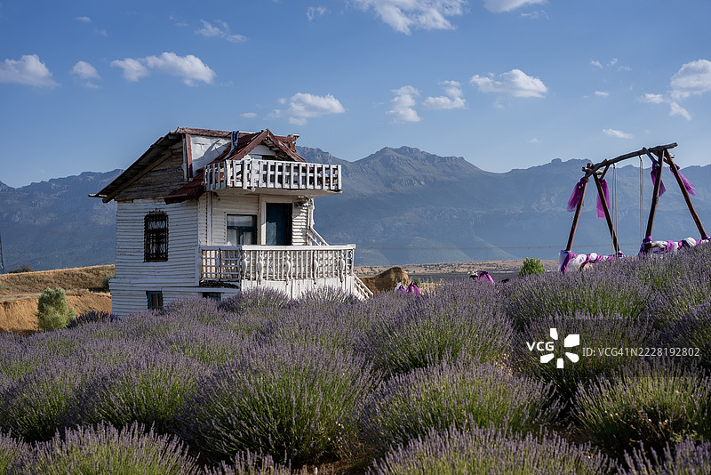 装满盛开薰衣草花的农舍。图片素材