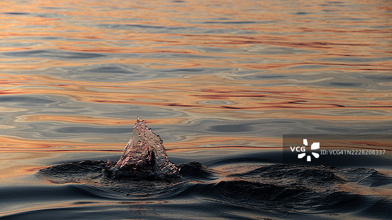 巴厘岛海面上海豚在黎明时分激起的涟漪和水花图片素材
