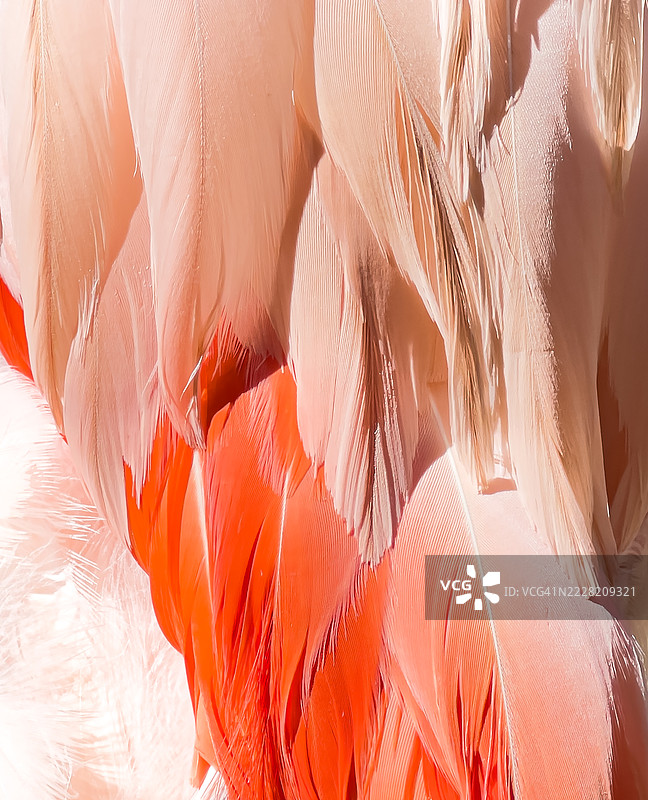 火烈鸟羽毛的特写，使照片呈现出抽象效果图片素材
