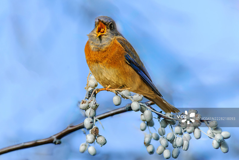 西部蓝鸟在吃俄罗斯橄榄图片素材