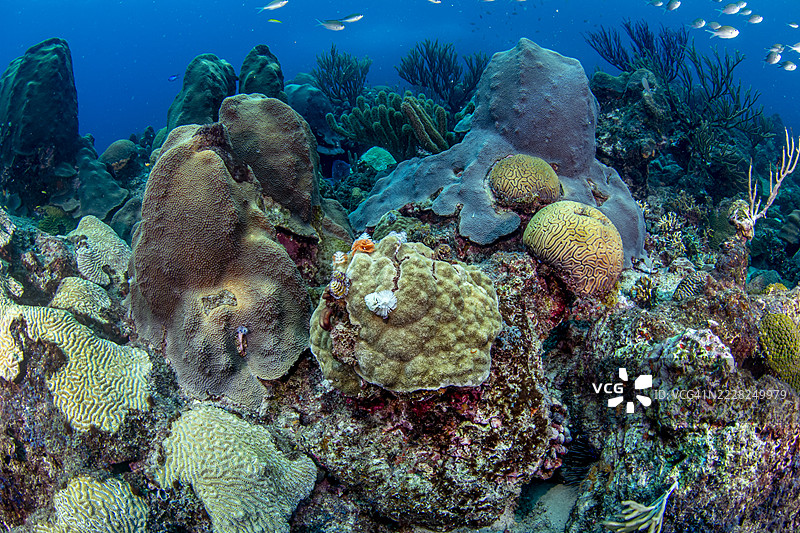 加勒比海珊瑚礁。图片素材