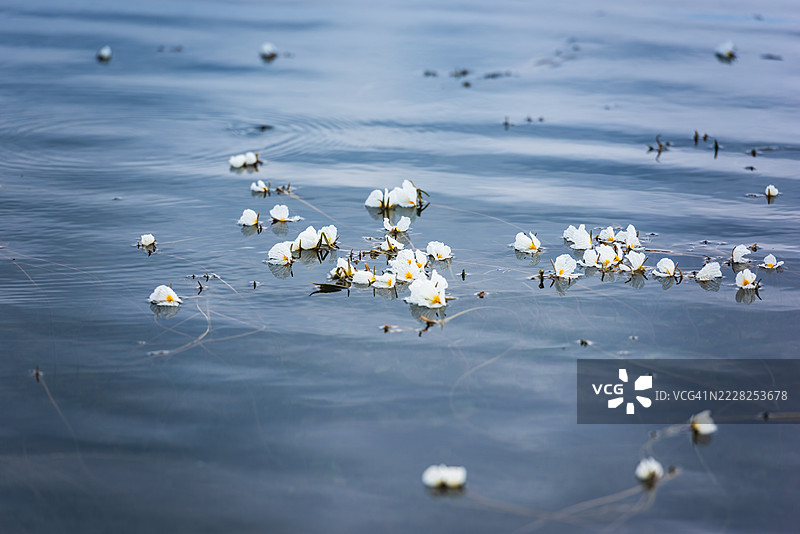 宁静蓝色水面上的漂浮白色花朵图片素材