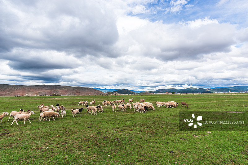 一群羊在阴云密布的天空下，悠闲地吃着郁郁葱葱的牧草。图片素材