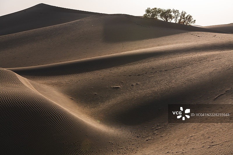 金色时光的沙丘与稀疏植被图片素材