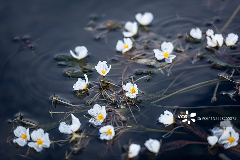 自然中平静水面上漂浮的白色花朵图片素材