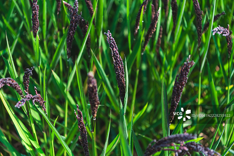 高大的绿色草丛特写，带有深紫色的种子头图片素材