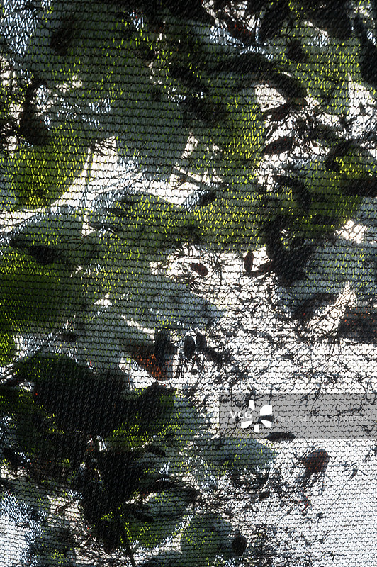 一棵有叶子的树和网状物图片素材