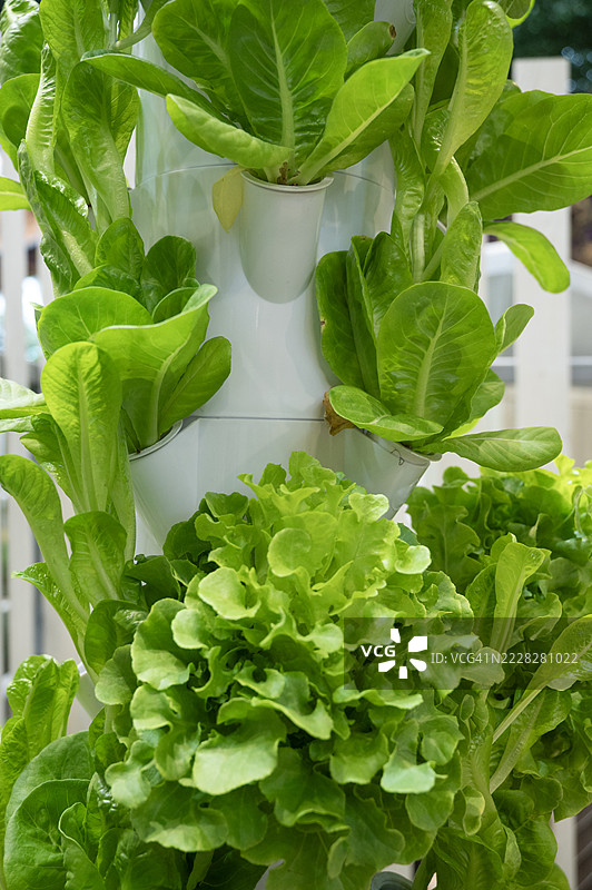 垂直花园中的绿色沙拉叶图片素材