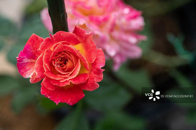 美丽的夏乐玫瑰在花园中绽放。图片素材