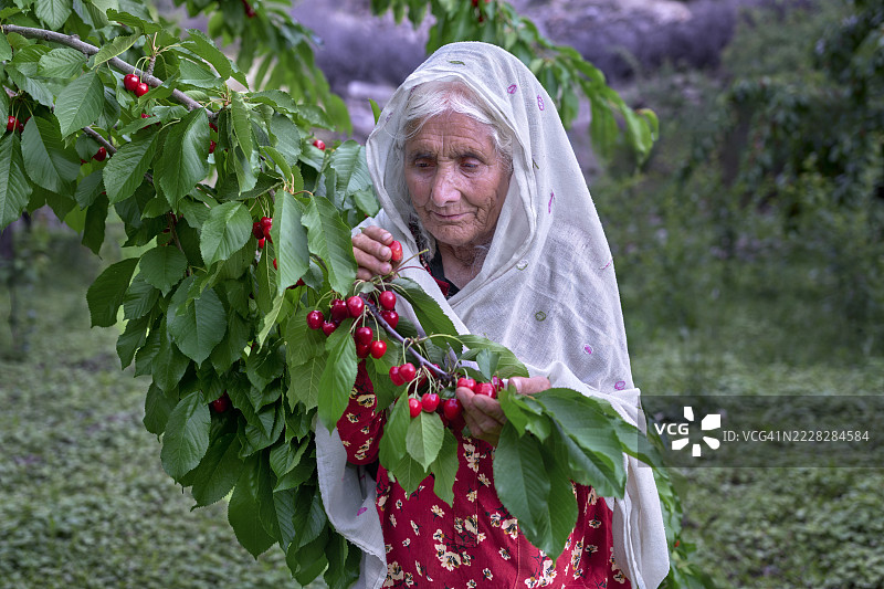 巴基斯坦一位老奶奶在她的花园里采摘樱桃图片素材