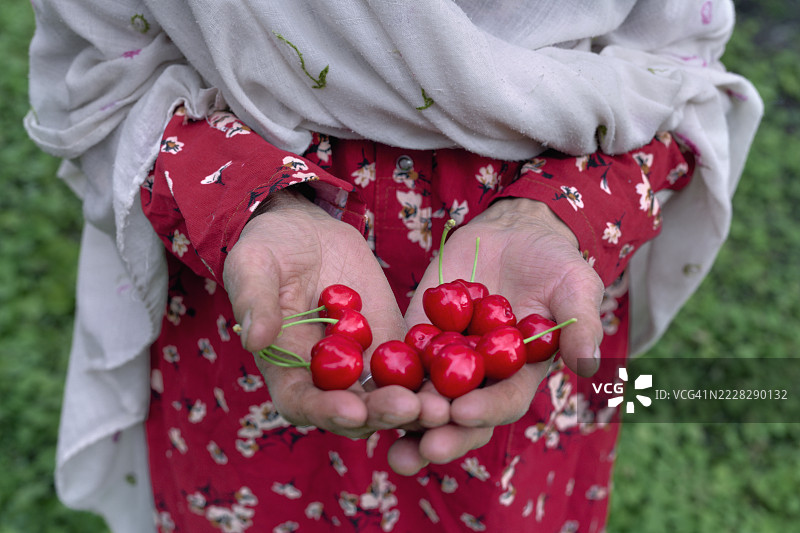 一位年长穆斯林女性的手中满是樱桃图片素材
