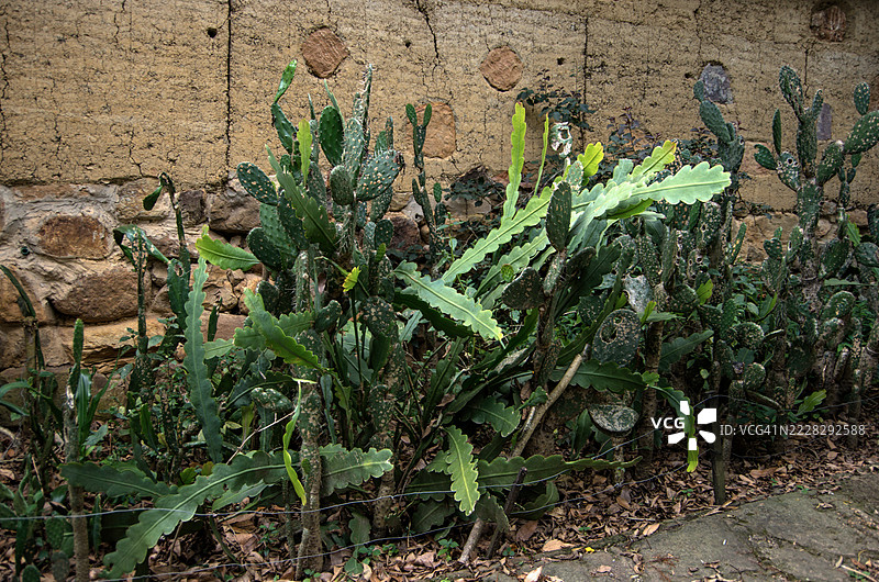 泥砖和石墙旁的仙人掌园，种植着附生植物和仙人掌。图片素材