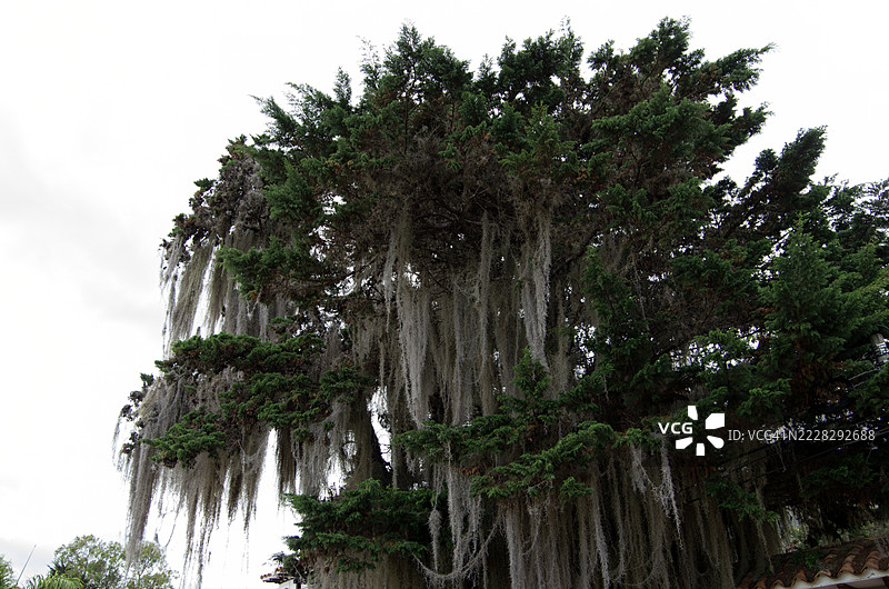 西班牙苔藓（Tillandsia usneoides）悬挂在大树的枝条上图片素材