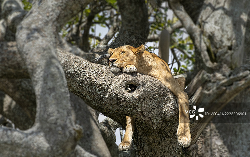 在正午的炎热中，一只狮子在香肠树的树冠上打盹。（坦桑尼亚北部的塞伦盖蒂国家公园）图片素材