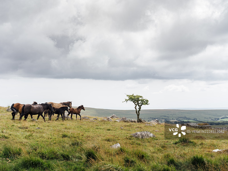 达特穆尔国家公园 - 野生小马图片素材