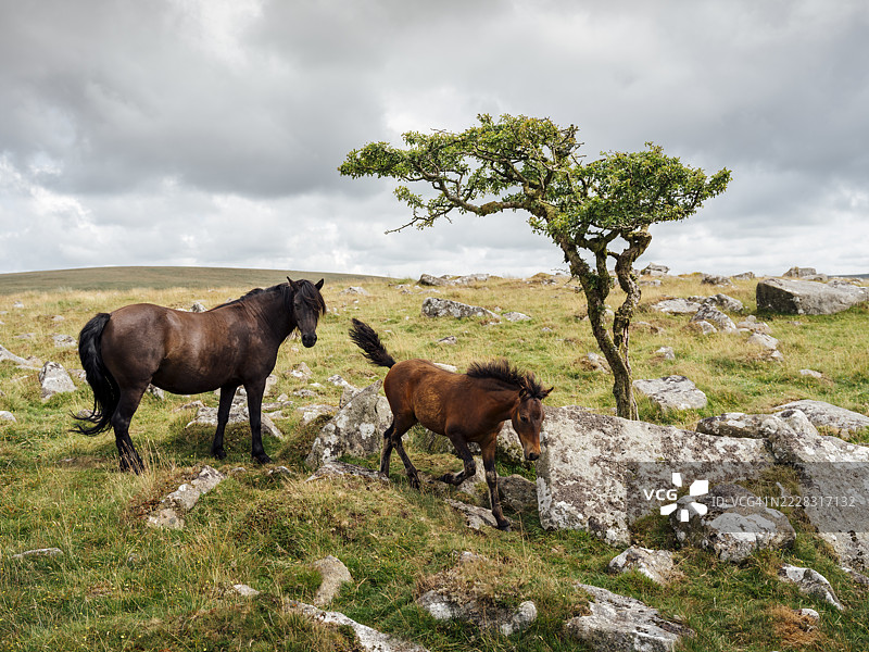 达特穆尔国家公园 - 野生小马图片素材