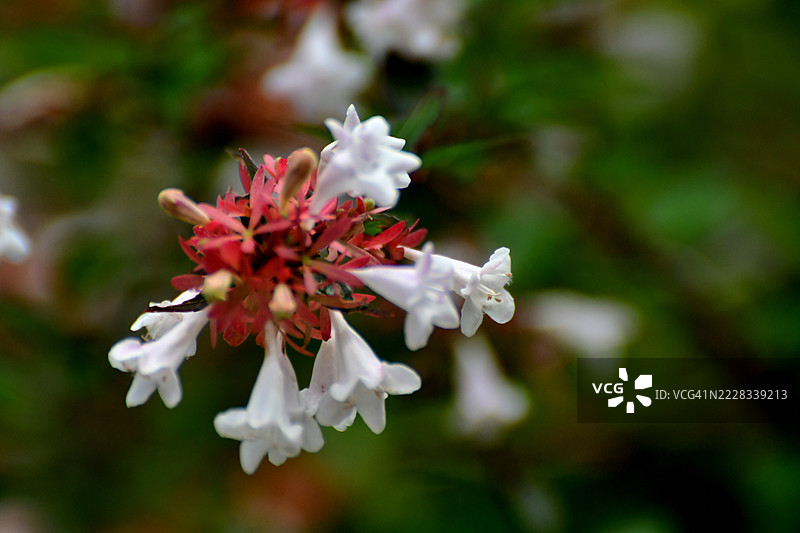 大花忍冬 / 忍冬花：忍冬花盛开时的美丽景象图片素材