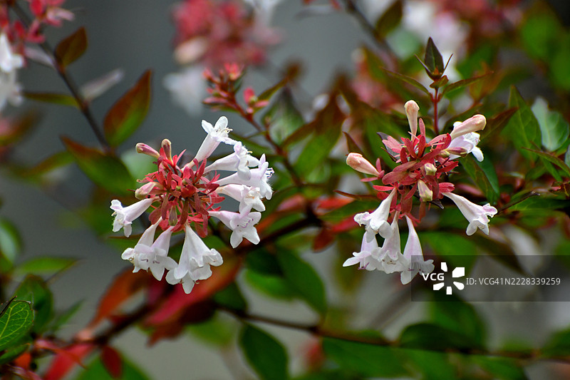 大花忍冬 / 忍冬花：忍冬花盛开图片素材