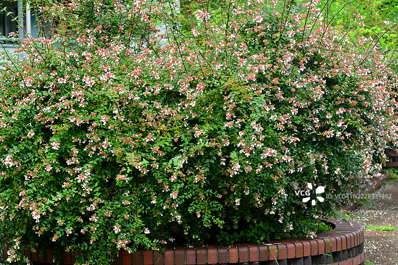 大花忍冬 / 忍冬花：忍冬花盛开时的美丽景象图片素材