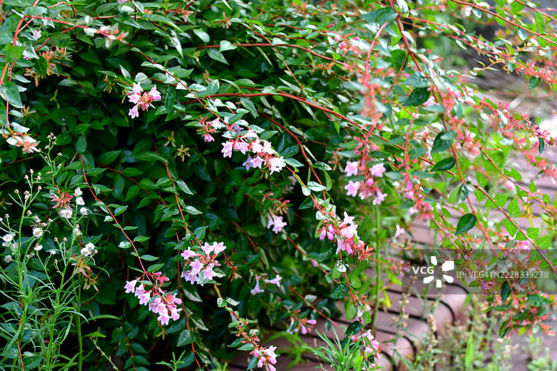 大花忍冬 / 忍冬花：忍冬花盛开图片素材