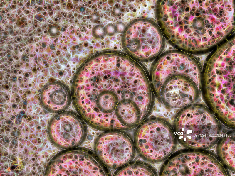 抽象背景，液体分子通过电神经相互连接，呈粉色调。图片素材