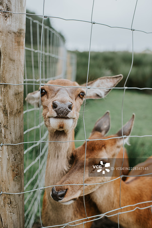 鹿在铁丝围栏旁窥视图片素材