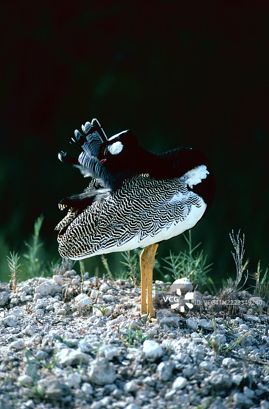 黑喉鹤图片素材