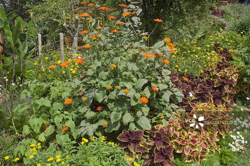五彩缤纷的装饰性花园，盛开着美丽的千日红和彩叶草。图片素材