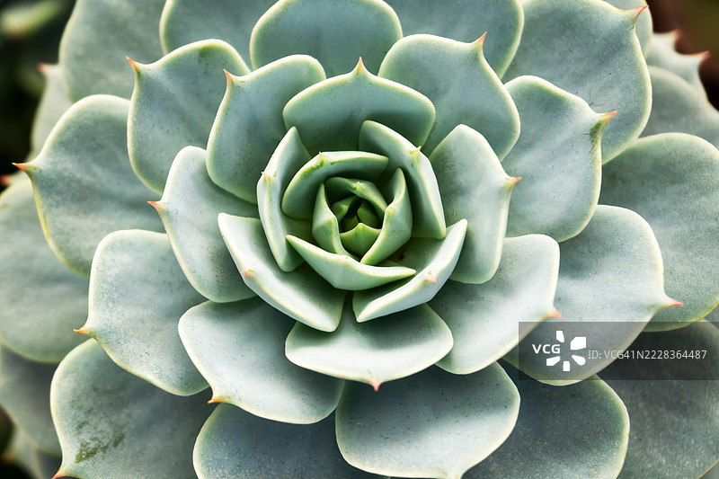 白牡丹的特写镜头图片素材