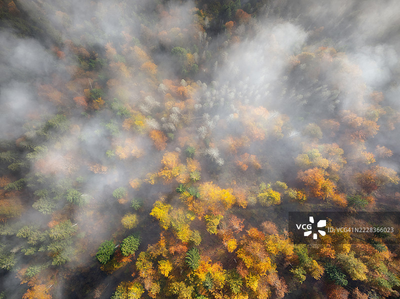秋季森林的鸟瞰图图片素材