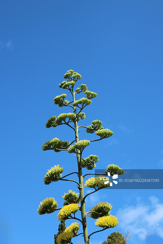龙舌兰花在晴朗的蓝天下盛开图片素材