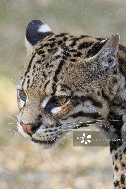 豹猫特写图片素材