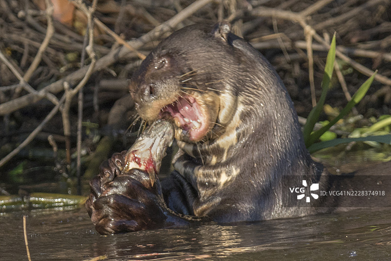 巨型水獺近距离吃鱼的特写图片素材